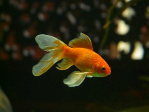 美しい金魚